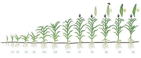 Maximizing Corn Yield: Effective Techniques for Fertilizing and Watering