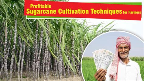 Maximizing Efficiency: Essential Techniques for a Lucrative Sugarcane Farm