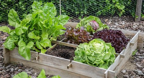 Maximizing Space: Strategies for Cultivating Vegetables in Limited Gardens