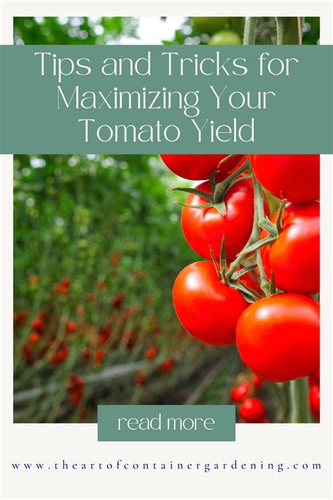 Maximizing Tomato Yield: Tips for Proper Watering and Fertilization