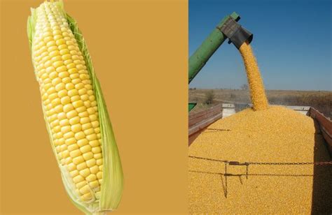 Maximizing Yields: Expert Tips and Insider Secrets for an Abundant Maize Harvest