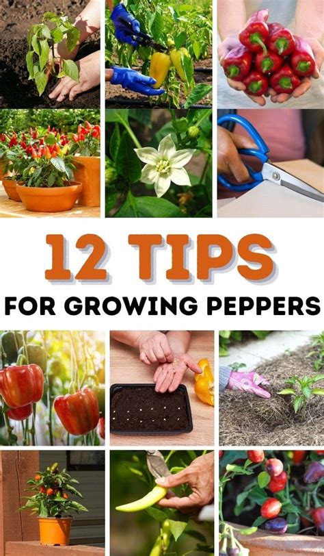 Maximizing Your Pepper Harvest: Pro Tips for Gathering and Preserving Your Bountiful Crop