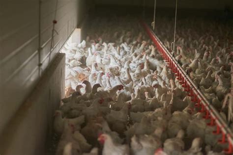 Maximizing the Efficiency of Your Poultry Farm's Operations