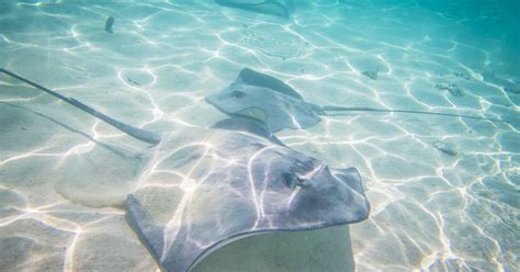 Measuring Up: Discovering the True Height of Stingray Suicide