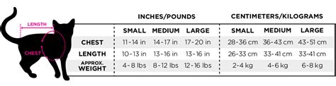 Measuring Up: Insights into Ali Cat's Stature and Physique