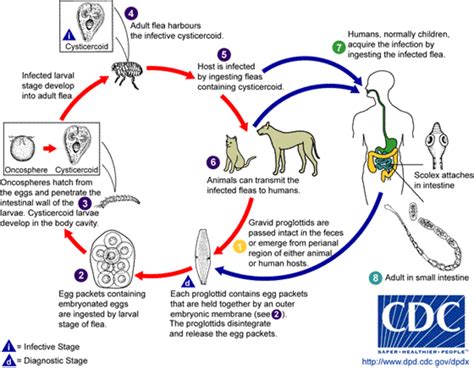 Medical Factors that May Trigger Dreams of Expelling Larvae