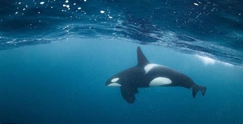 Meeting the Giants: Personal Accounts of Unforgettable Encounters with the Majestic Orcas