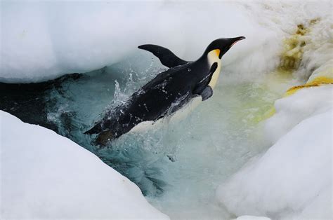 Memories to Cherish: Capturing the Enchantment of Penguin Diving