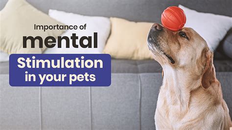 Mental Stimulation: Unlocking the Inner World of Canine Cognition