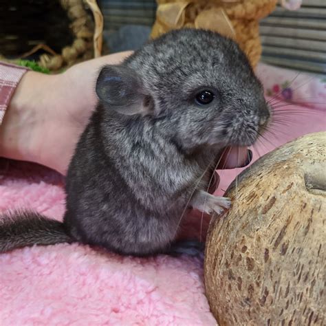 Mesmerizing Beauty: The Charm of Ivory Chinchillas