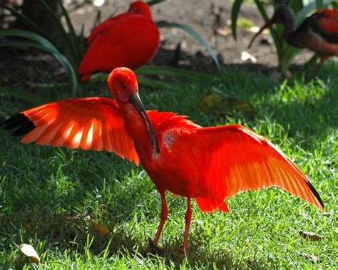 Mesmerizing Beauty of the Scarlet Petal Fantasy