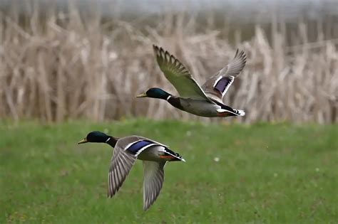 Migration Chronicles: The Incredible Odyssey of Waterfowl