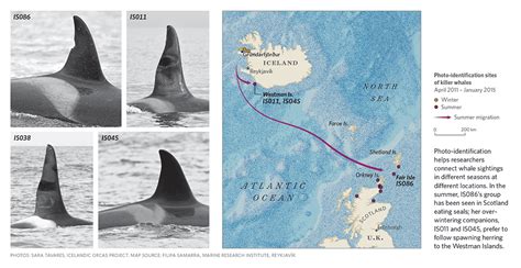 Migration Patterns: Tracing the Epic Journeys of Marine Giants