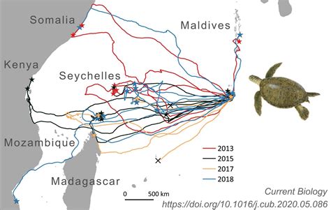 Migration Routes of Marine Turtles