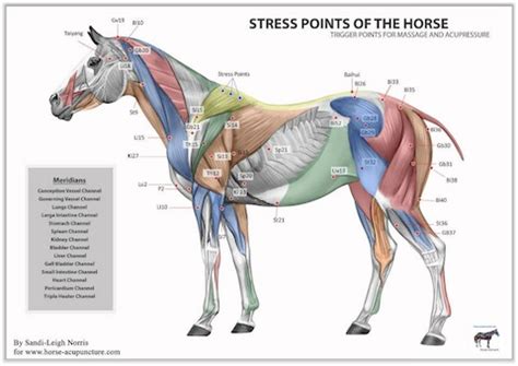 Mind Over Matter: The Impact of Stress Levels on Equine Physique