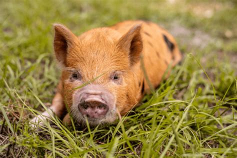 Mini Pig Care: Vital Suggestions for a Happy and Healthy Piggy