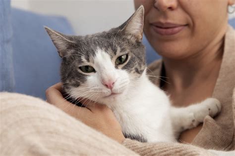 Miniature Cat Adoption: Where to Find Your Perfect Petite Companion