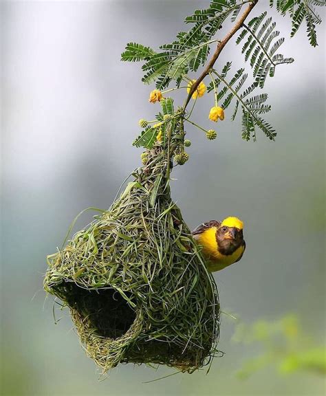 Minuscule Architects: The Incredible Nest-Building Abilities of Petite Amphibians