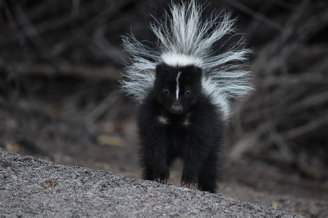 Misunderstandings and Beliefs Surrounding the Majestic Pale Skunk