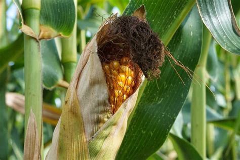 Monitoring and Managing Pests and Diseases in Maize Farming