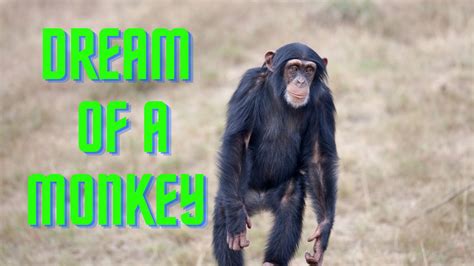 Monkey Dreams as Omens: Predicting the Future or Guiding Decisions?