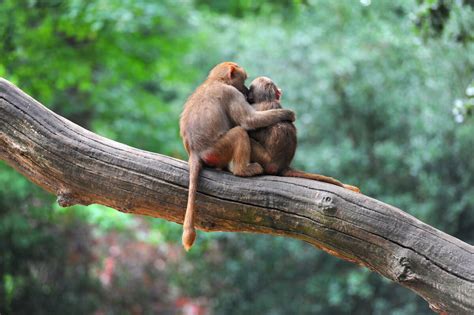 Monkeying Around: Unexpectedly Playful Behaviors in Primates