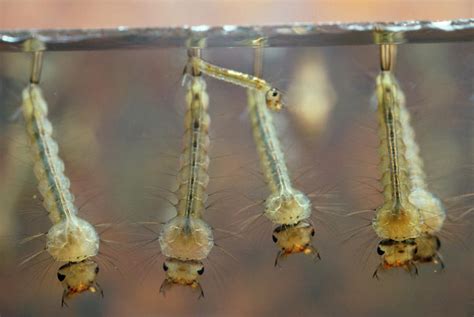 Mosquito Larvae Dreams: A Glimpse into Your Subconscious Mind