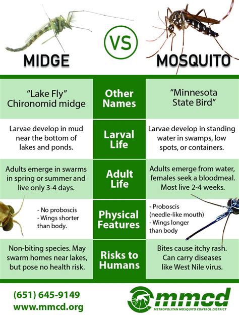 Mosquito Swarms in Different Cultures: A Comparative Examination