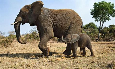 Motherly Love: How Elephants Care for Their Offspring