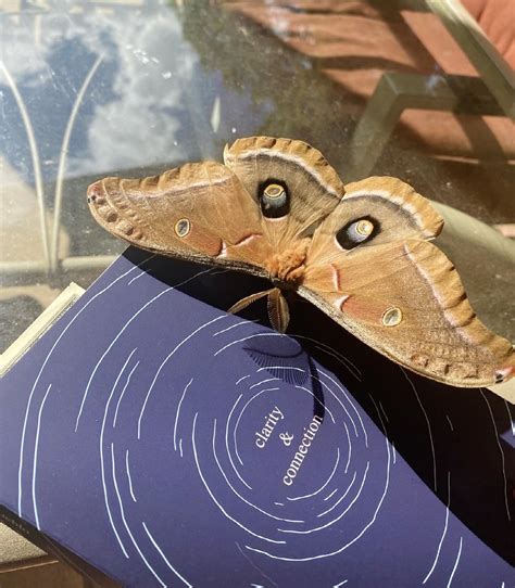 Moths as Symbols of Transformation and Reinvention