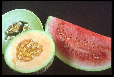 Mouthwatering Melon Recipes Requiring the Removal of the Fruit's Outer Skin