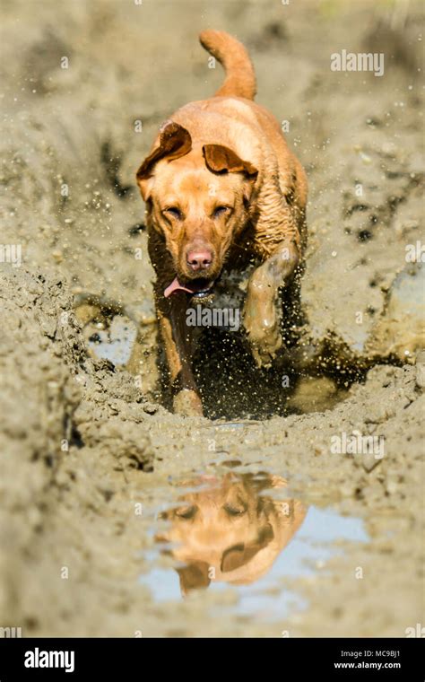 Muddy Canine as a Reflection of Inner Conflict: