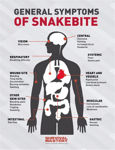 Multiple Snake Bites: A Sign of Overwhelming Fear