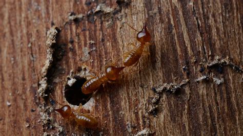 Munching Wood: The Diet of Termites