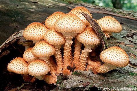 Mushroom Seekers' Haven: Navigating the Wilderness for Nourishing Fungal Gems