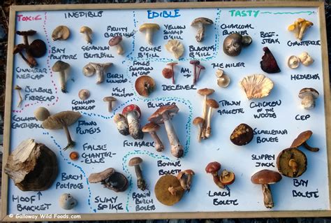 Mushroom Varieties: A Guide to Selecting the Ideal Fungus for Your Recipe