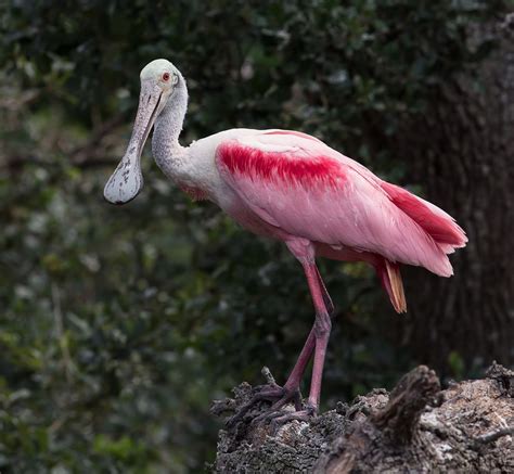 Mysteries and Legends: The mythical Genesis of the Roseate Flamingo