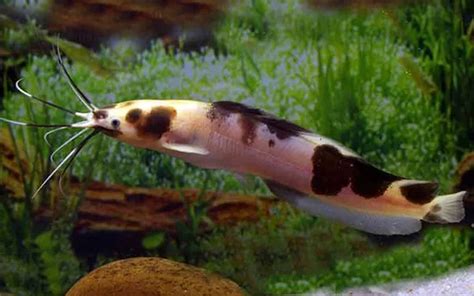 Mysterious Behaviors of Walking Fish