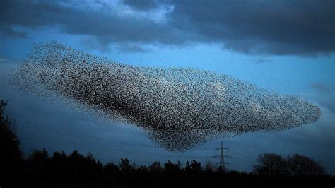 Mysterious Symbolism of Muddied Flocks in Dreamscapes