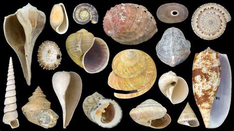 Mythology and Folklore: Exploring the Enchanting Tales of Gastropod Mollusks