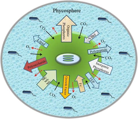 Natural Causes of Odor in Water: Algae and Bacteria