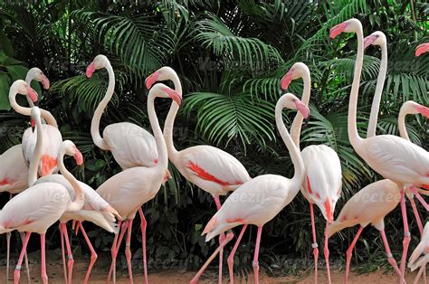 Natural Habitat: Where Can You Find the Pink Flamingo in the Wild?