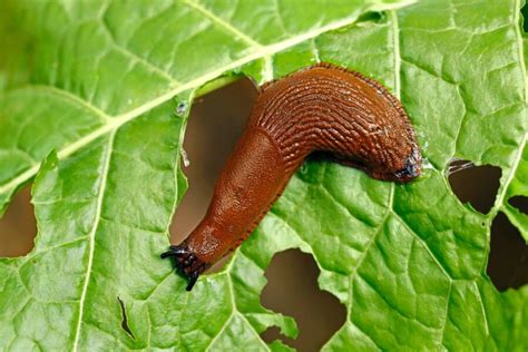 Natural Methods for Eliminating Slugs