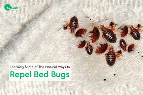 Natural Remedies and Techniques to Prevent Dreaming about Cockroaches and Bed Bugs