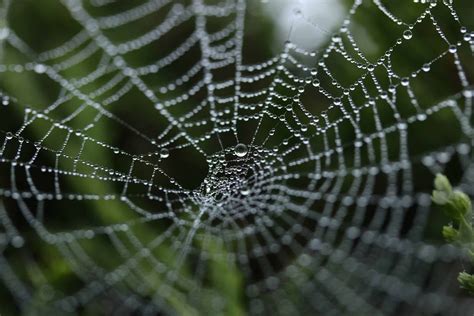 Nature's Artists: Analyzing the Silk Webs of Transparent Spiders