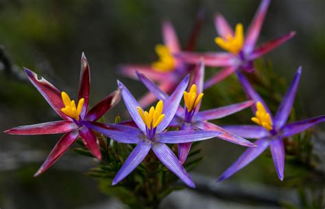 Nature's Masterpiece: Celebrating the Majestic Splendor of Blooming Flowers