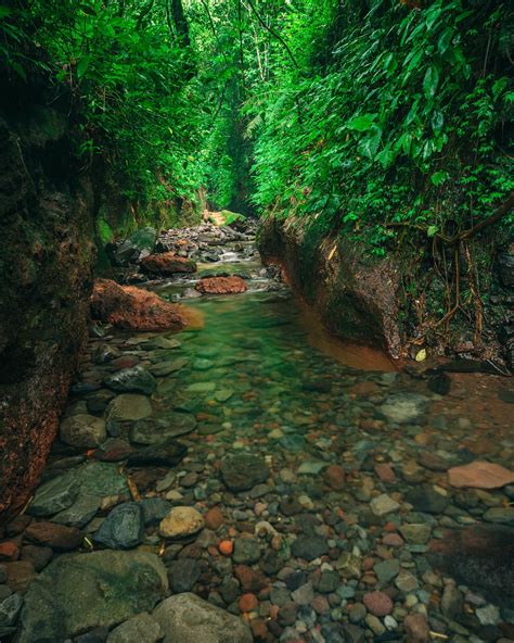 Nature's Masterpiece: The Fascinating Ecosystems in Pristine River Waters