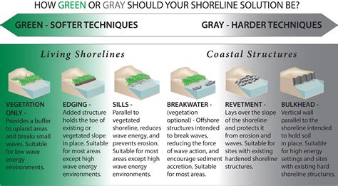 Nature's Resilience: Examining Natural Shoreline Protection Methods