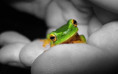 Nature's Symphony: The Unique Calls of Diminutive Frog Species