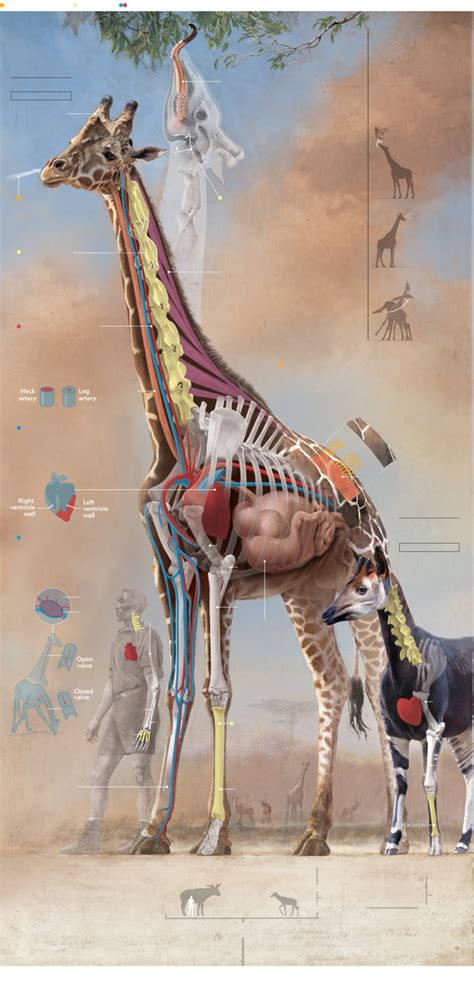 Nature's Unique Creations: The Unparalleled Anatomy of Giraffes